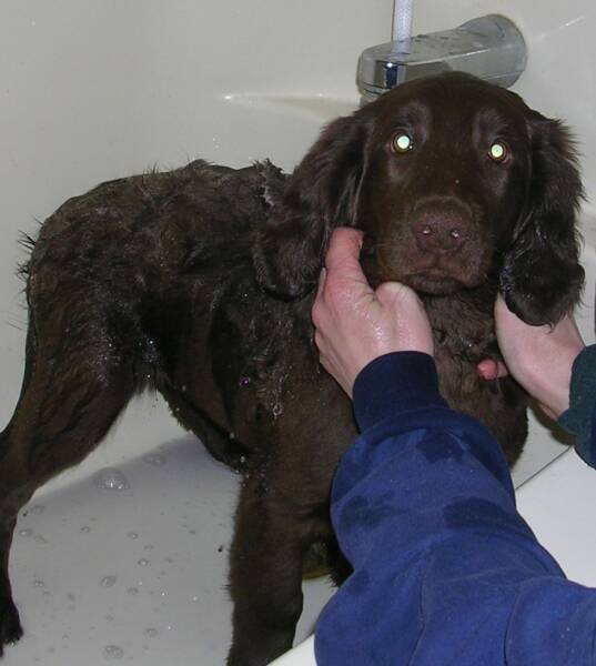 Blitz takes a bath
