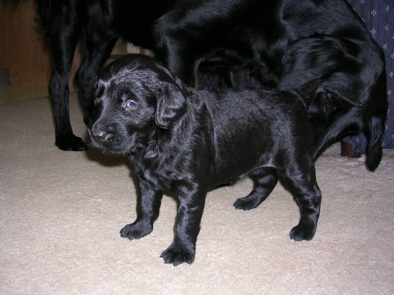 Black Girl 3 weeks