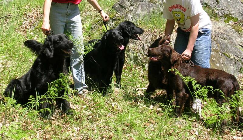 Garth, Beast, Taz, Rikki & Trikki June 2005