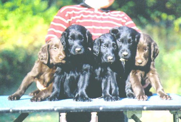 Birth order left to right age 7 weeks