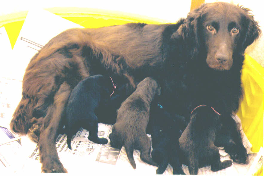 Rikki & pups 2 weeks