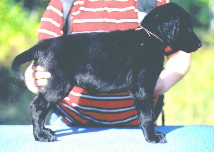 #3 Black Female age 7 weeks