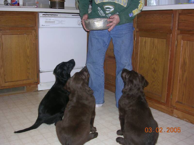 8 wk pups feeding time