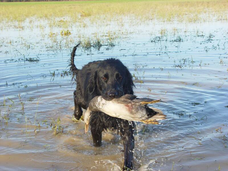 Eden Benelli