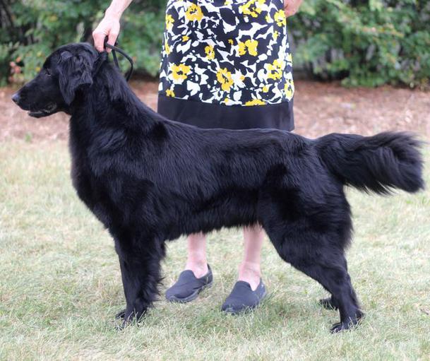 flat coated retriever breeders near me